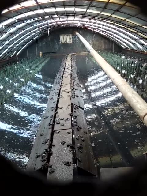 大棚电加热技术在甲鱼养殖中的应用与展望