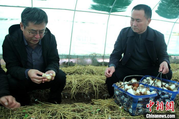 大棚养虾的水源管理，关键要素与策略探讨