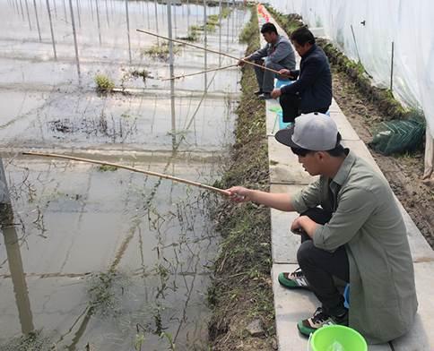 北方大棚小龙虾养殖，探索与实践