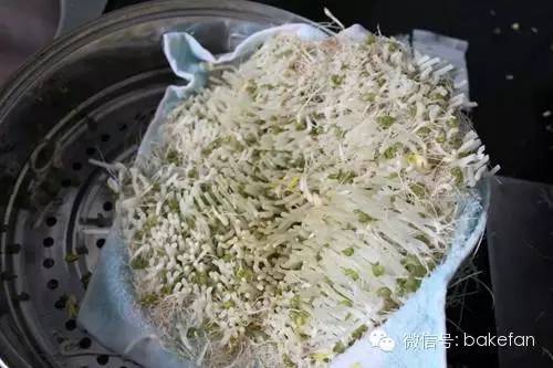 如何用饮料瓶发黑豆芽