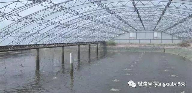 聘请大棚养虾技术员的必要性及其角色定位