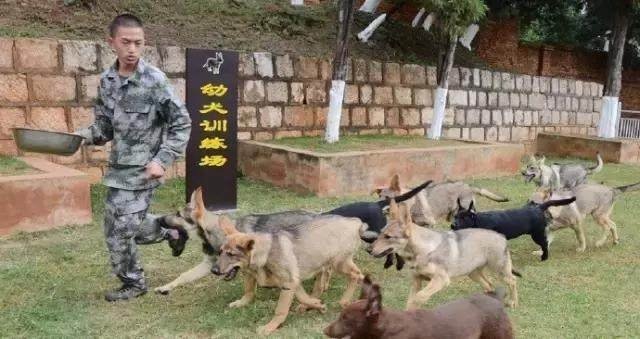 军犬的待遇，超越普通宠物的特殊尊崇