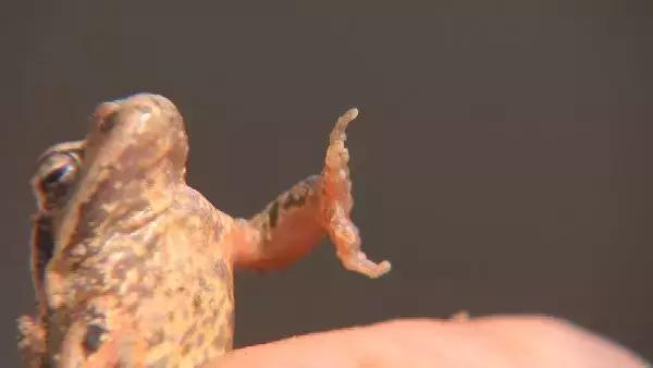 莱州大棚海参吐肠现象探究