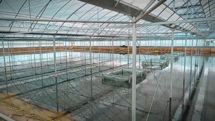 海阳养鱼大棚，现代水产养殖的新标杆