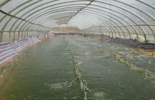 海水养殖对虾大棚转租，探索与机遇