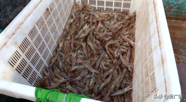 河南省大棚养殖对虾分析