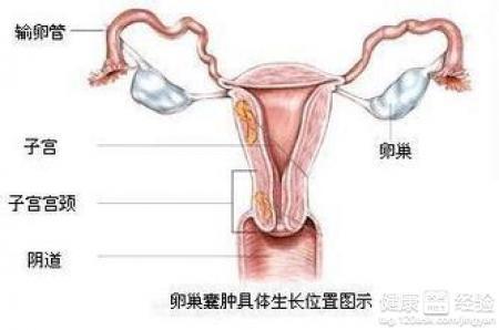 取卵后验AMH，揭示卵巢健康的关键步骤