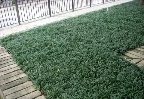 矮草四季青品种，四季常绿的魅力与特点