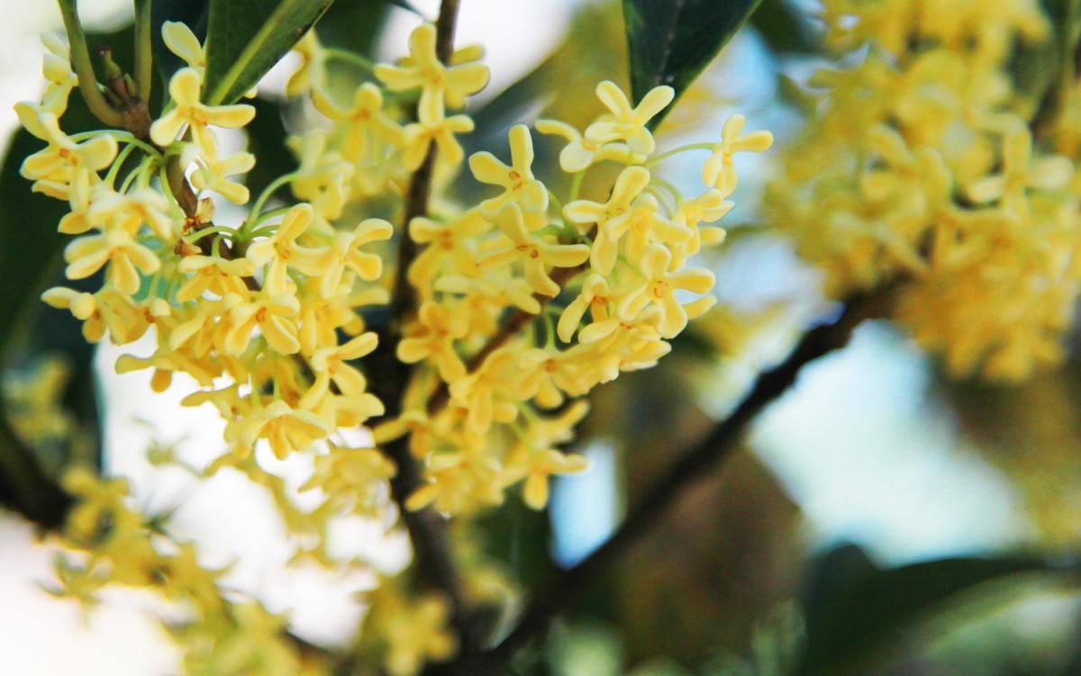 哪个品种的桂花树耐寒——探究耐寒桂花品种