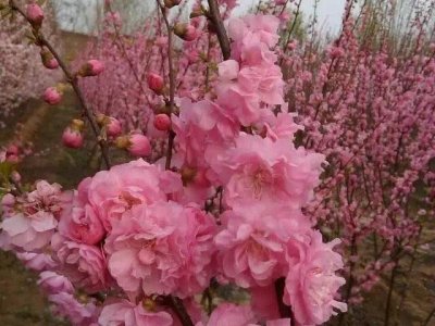 榆叶梅品种，探索其多样性与独特魅力
