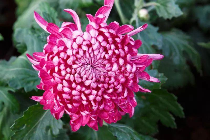 切花菊品种，探索与赏析