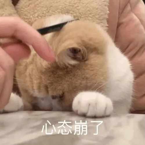 雷丘表情包，网络时代的萌宠新星