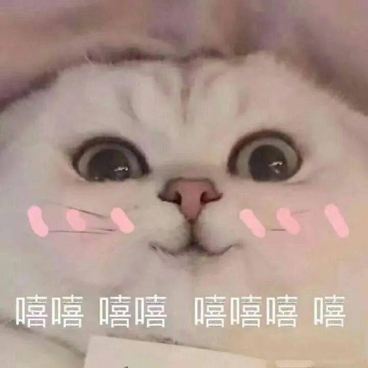 猫咪舔动态表情包，萌态万千，情感传递的新方式