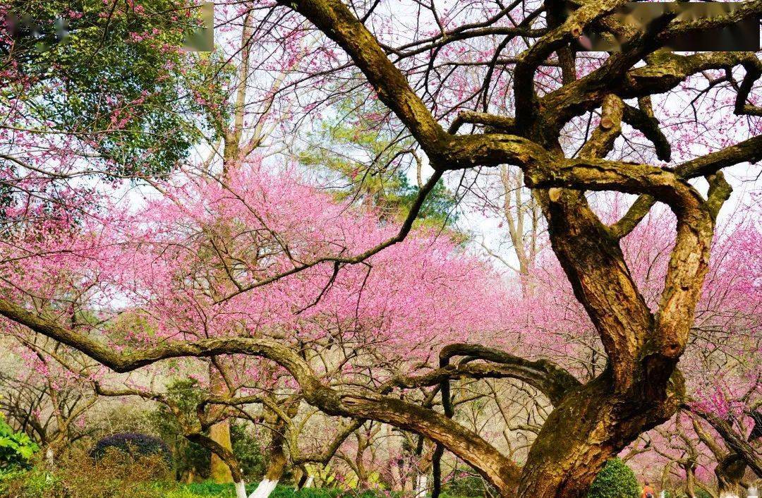 梅花树品种繁多，价格各异——探寻梅花文化的价值与魅力