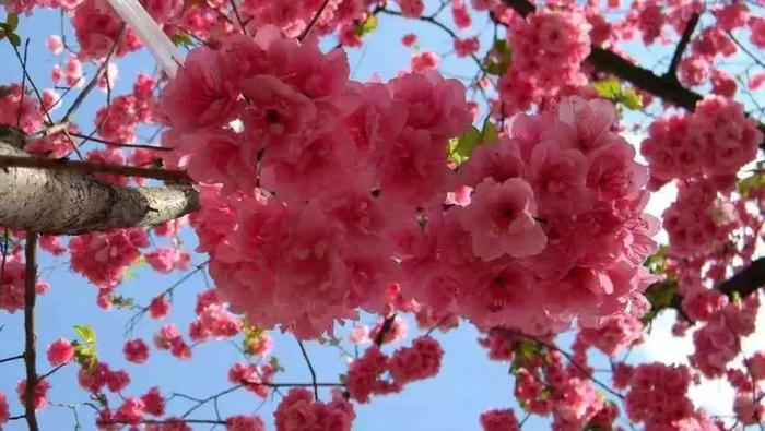 中国樱花品种繁多，令人陶醉