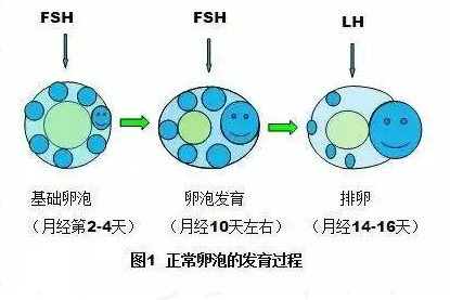 自然周期卵泡发育与取卵的最佳时机探讨