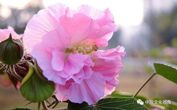 成都哪里芙蓉花品种多——探寻芙蓉花的成都之旅