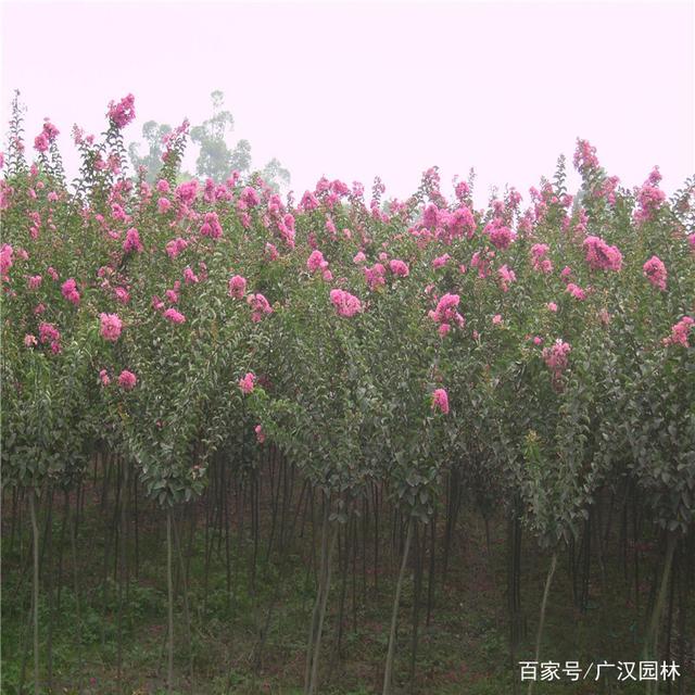 紫薇树品种繁多，各具特色，究竟哪个品种更好，需要根据不同的需求和场景来判断。本文将介绍几种常见的紫薇树品种，并分析其特点，以便读者选择适合自己种植或观赏的紫薇品种。