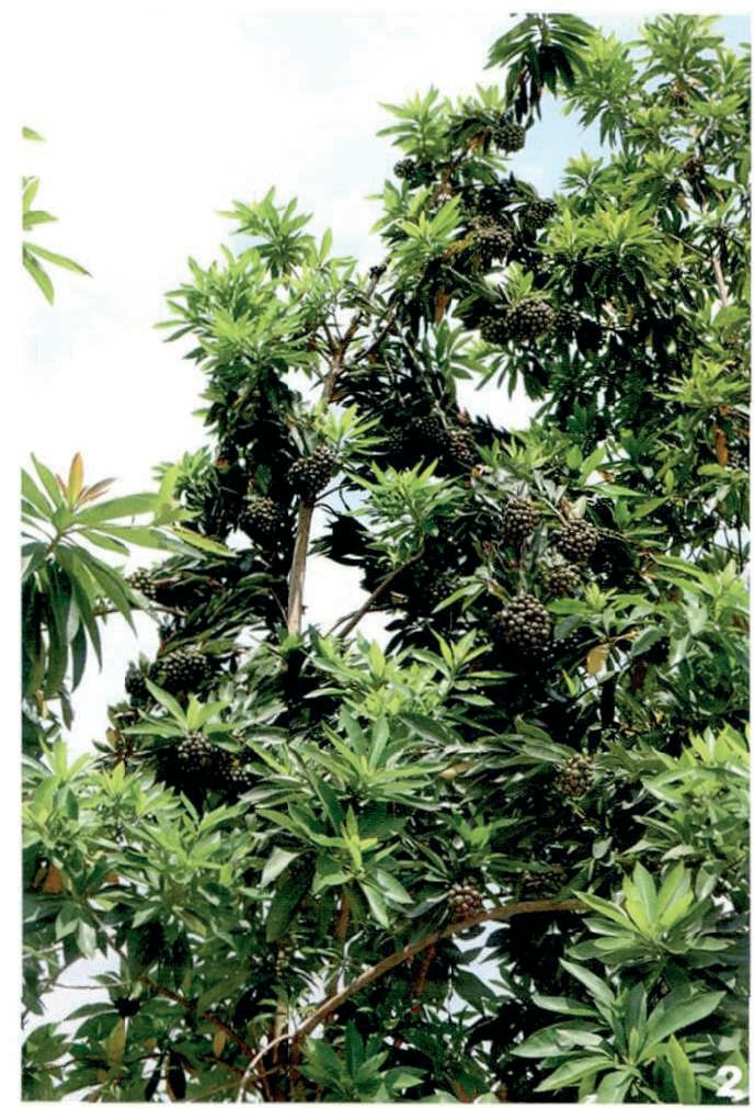 园景树品种，多彩多姿的自然艺术