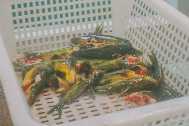 三角峰品种多样性解析