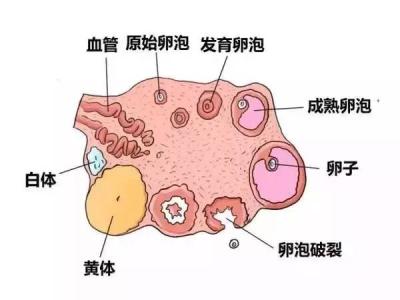 探究取卵过程中的空卵泡现象