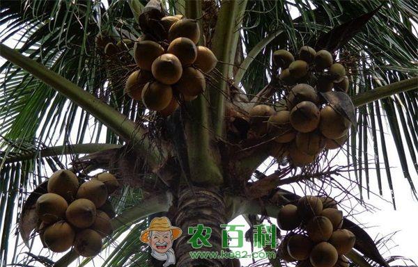 耐寒椰子品种研究与应用