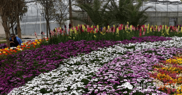 适合花境的花卉品种