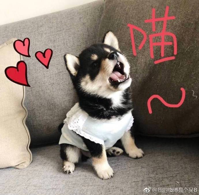 小H表情包，流行文化的独特魅力
